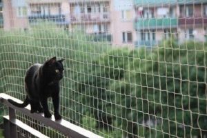 Rete balgoni gatti